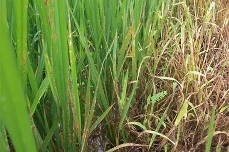 水稻破口期打芸苔素嘛