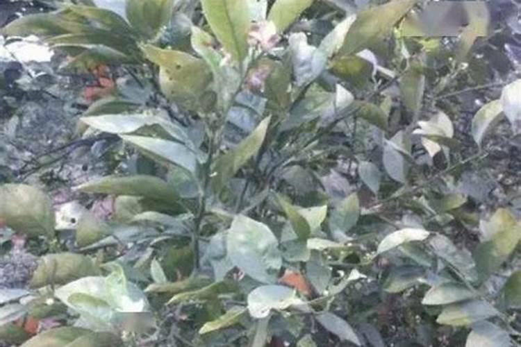 高磷水溶肥配方表