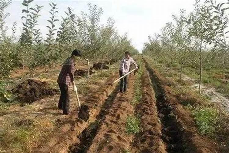 果树什么时期喷施叶面肥,上色增甜膨大用什么肥料好,叶面肥促花保果怎 ...