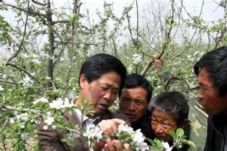 小果树施什么肥料最好