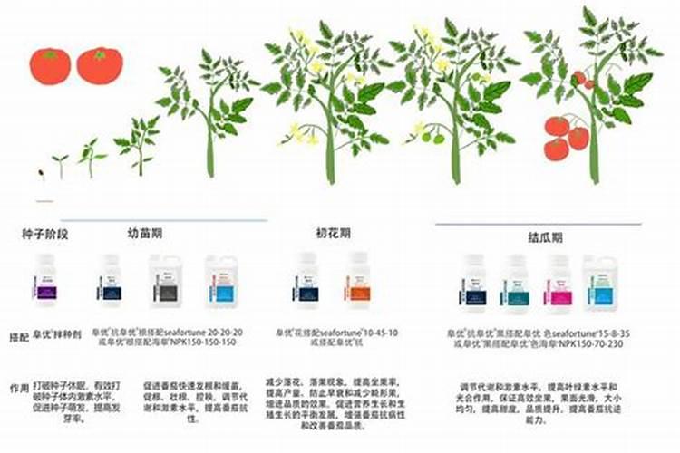 豆科植物不需要氮肥的原因