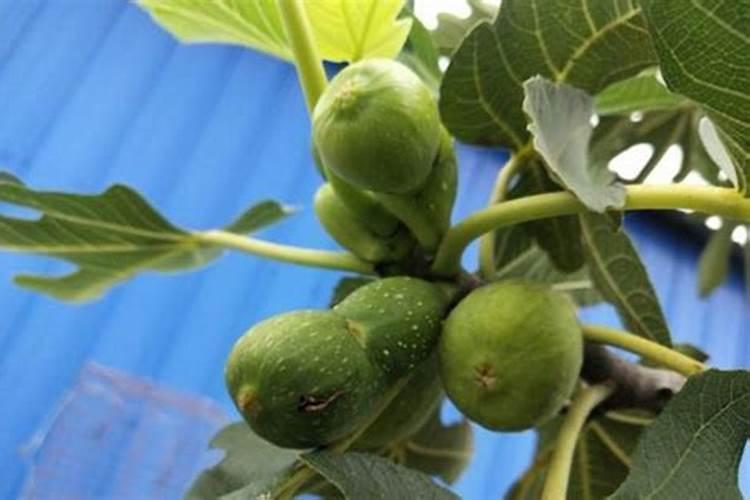 无花果树被盐水浸了怎么才能救活呢？