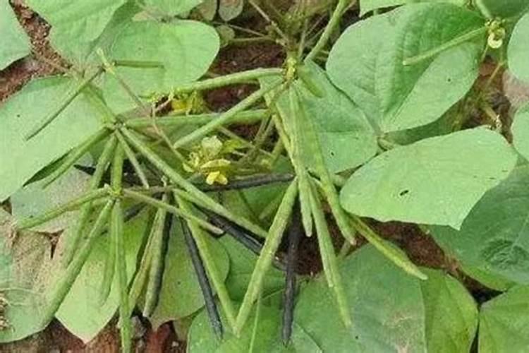 种植豆科植物为什么不需要施用氮肥？