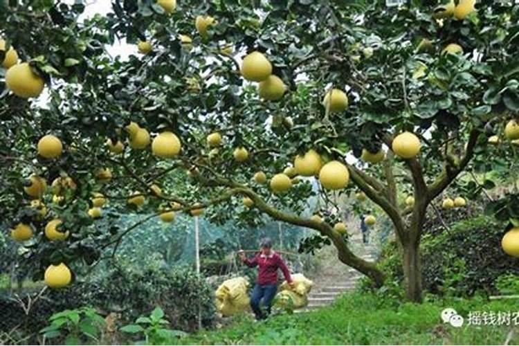 樱桃保花保果喷什么叶面肥结果多？樱桃膨果期用什么复合肥好？