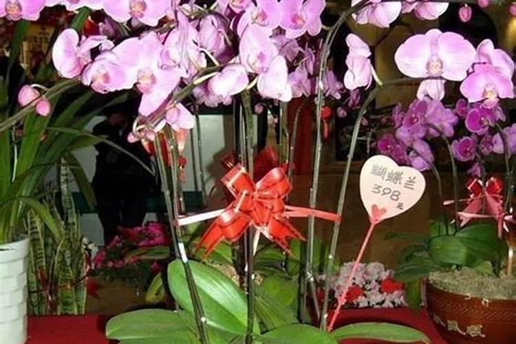 蝴蝶兰如何施肥