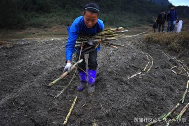 甘蔗增粗用什么肥料