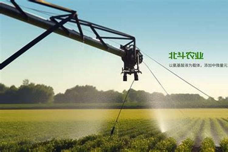 桂花树树叶的资料