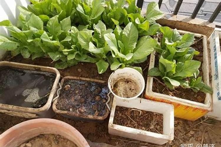 粪水兑复合肥使用