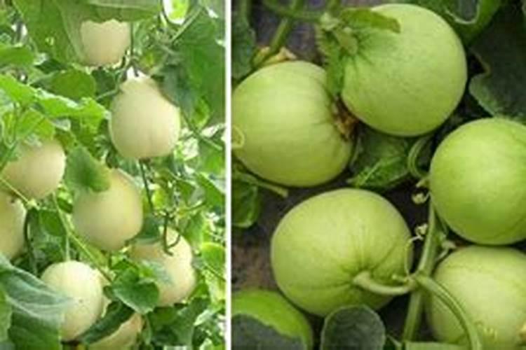 想要让香瓜种的又大又甜,种植的时候要注意什么？