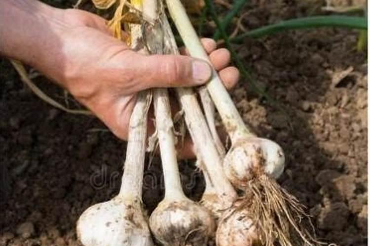 绣球花凋谢了如何修剪