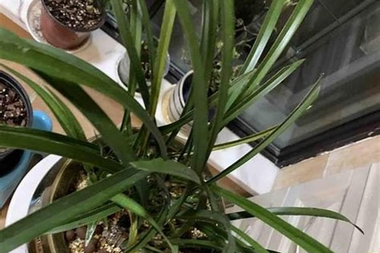 兰花什么时候施肥最好,兰花施肥用什么肥最好(氮磷钾肥)
