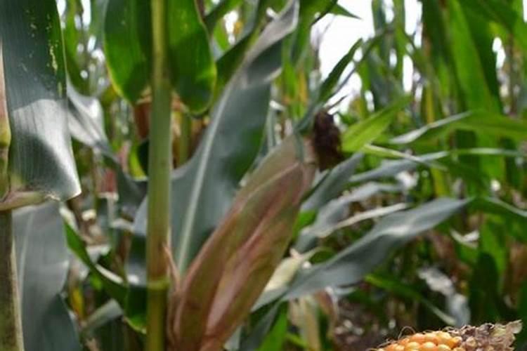 玉米底肥一次性施肥 氮磷钾 各用多少？