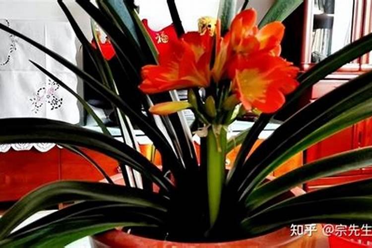 君子兰可以浇复合肥吗？