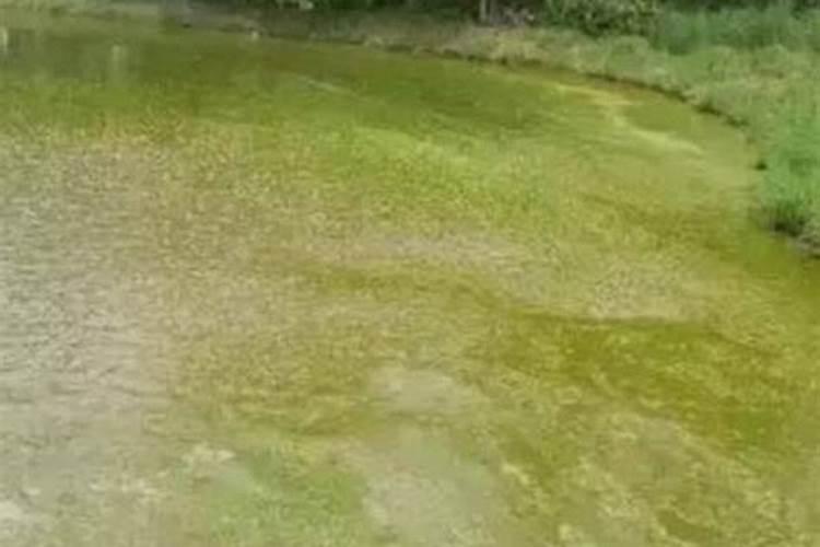 阴雨天池塘容易倒藻？养殖户如何有效防止倒藻的发生？