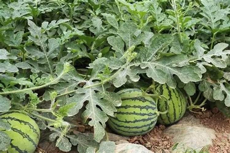 大棚西瓜种植用那款中微量元素水溶肥好