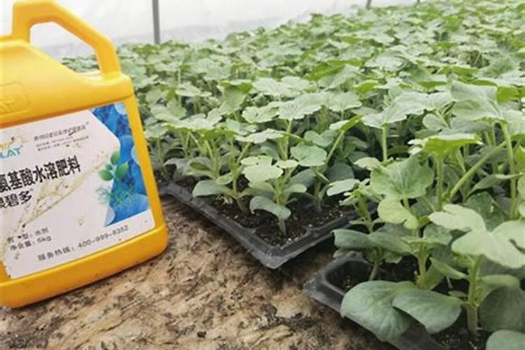 氨基酸叶面肥,能打西瓜吗