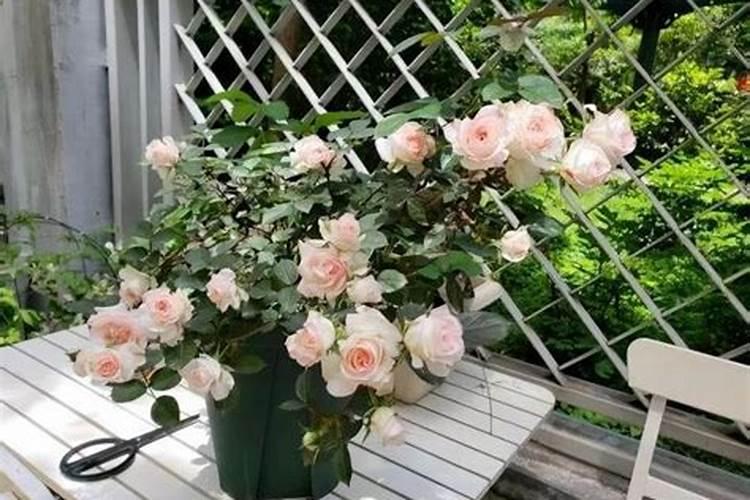 西兰花使用喜满地水溶肥可以吗？