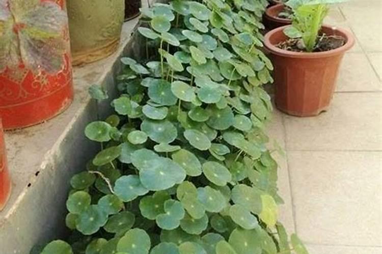 春天给长寿花浇水,试试“水里加点它”新芽多枝繁叶茂根系发达