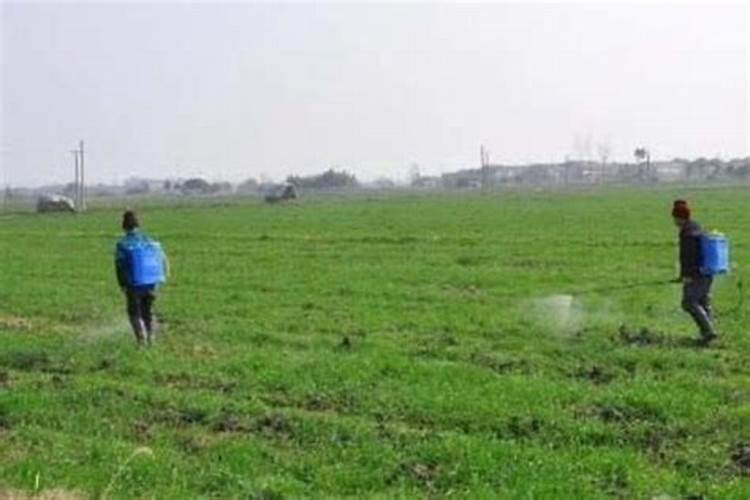 小白菜如何科学施肥,小白菜施肥注意事项