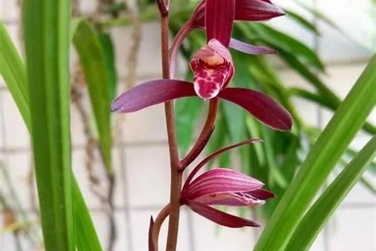 尿素可以浇兰花吗