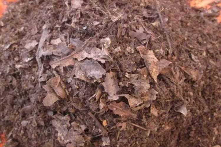 松针花肥要沤多久 松针花肥沤制时间要多久