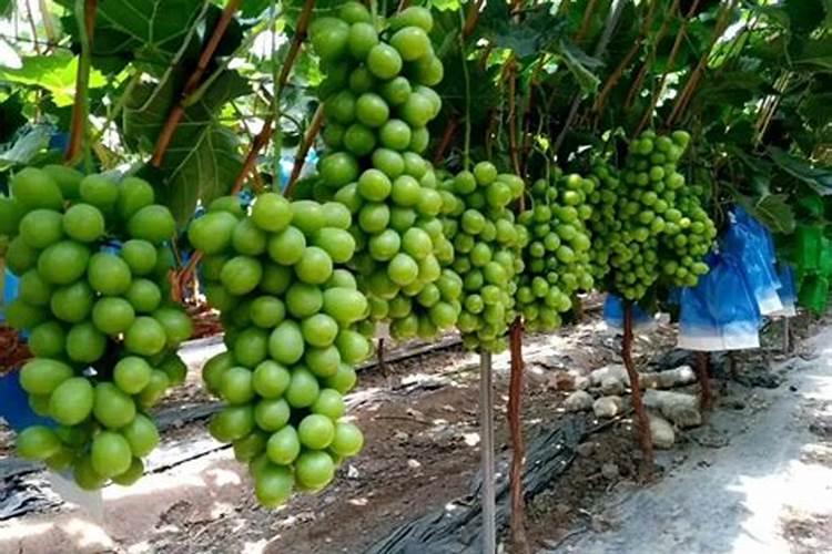 芸苔素使用有什么禁忌