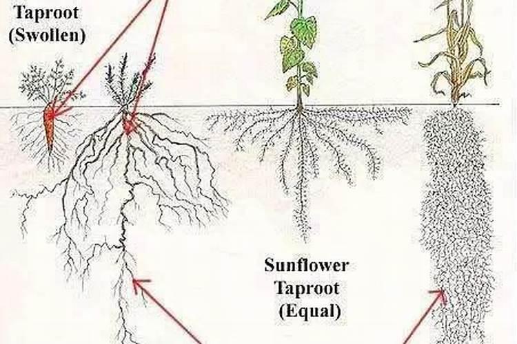 中药材三七什么肥料有助长根？中药材三七追肥用那种肥料好？