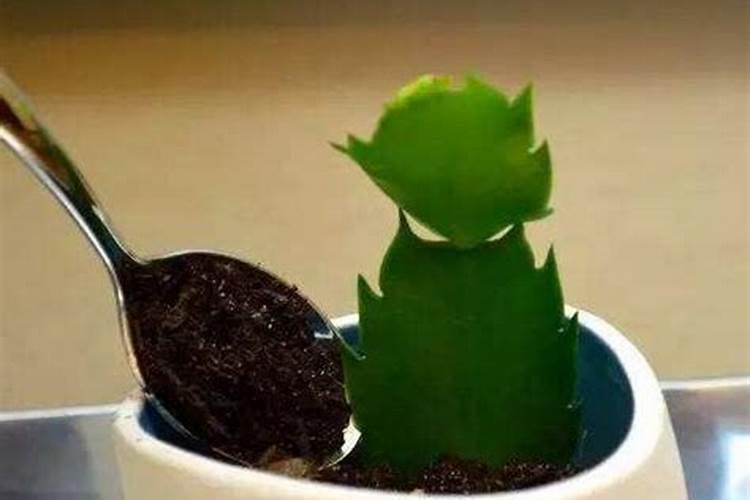 如何让蟹爪兰快速生根