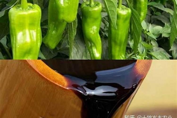 辣椒应该施用什么鱼蛋白肥？