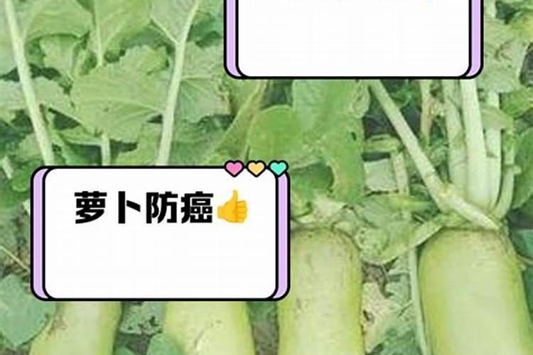 胡萝卜如何施肥最科学 选择什么肥料好
