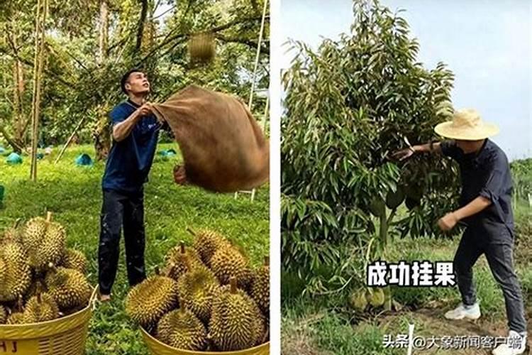 榴莲适合浇哪些肥料