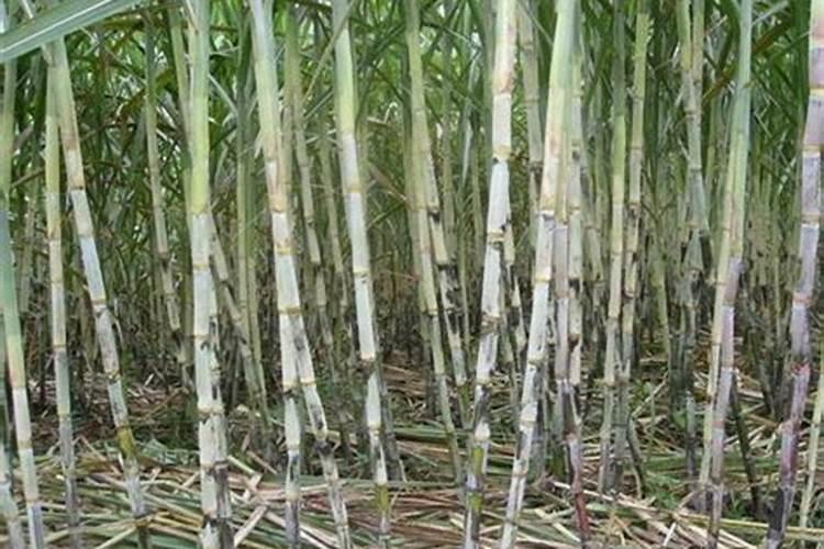 甘蔗多高打920 总共打几次