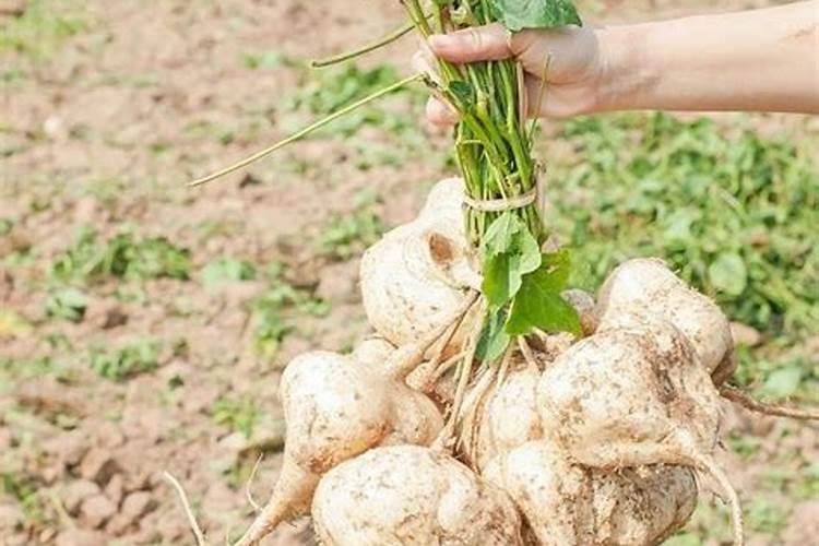 凉薯可以在安徽种植吗？