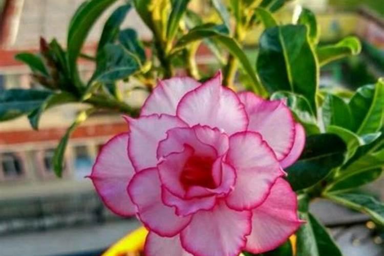 用什么养护沙漠玫瑰越养越旺