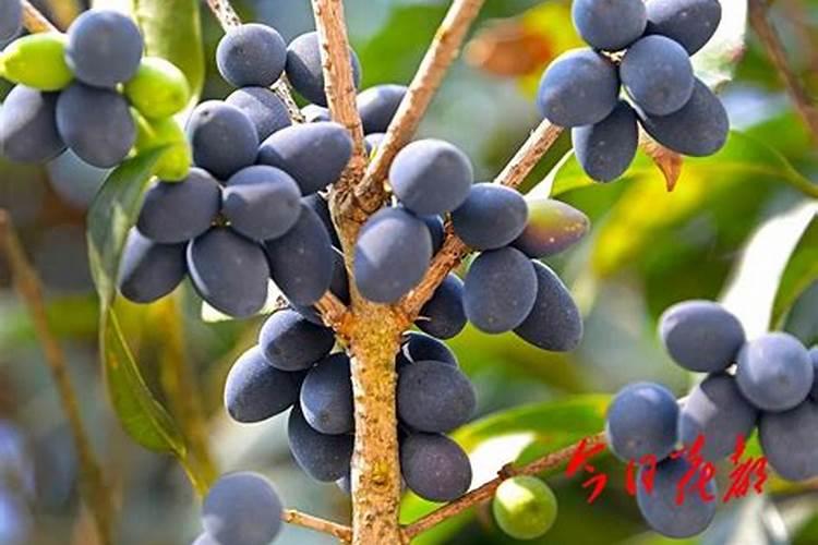 桂花是什么样的？