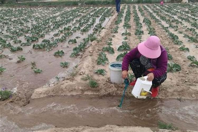 如何正确使用水溶性肥料