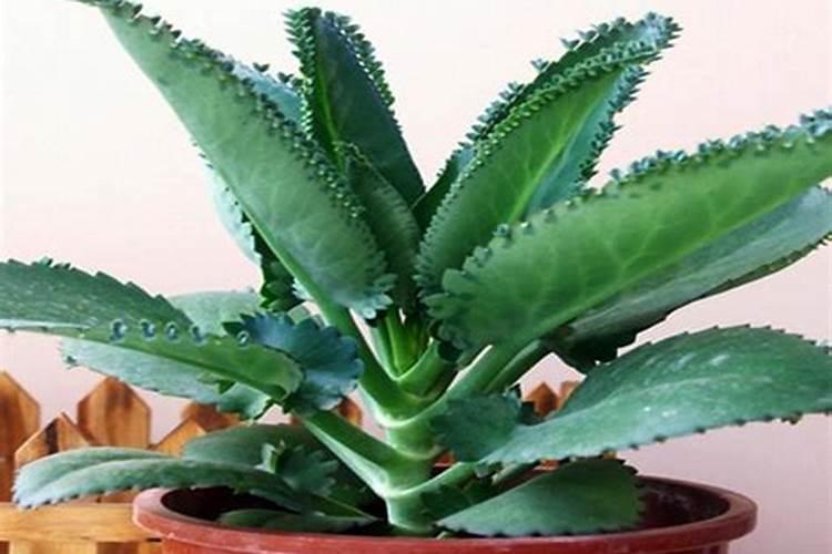 太高的不死鸟怎么修剪