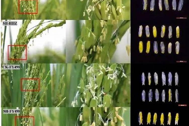 水稻扬花期怕什么