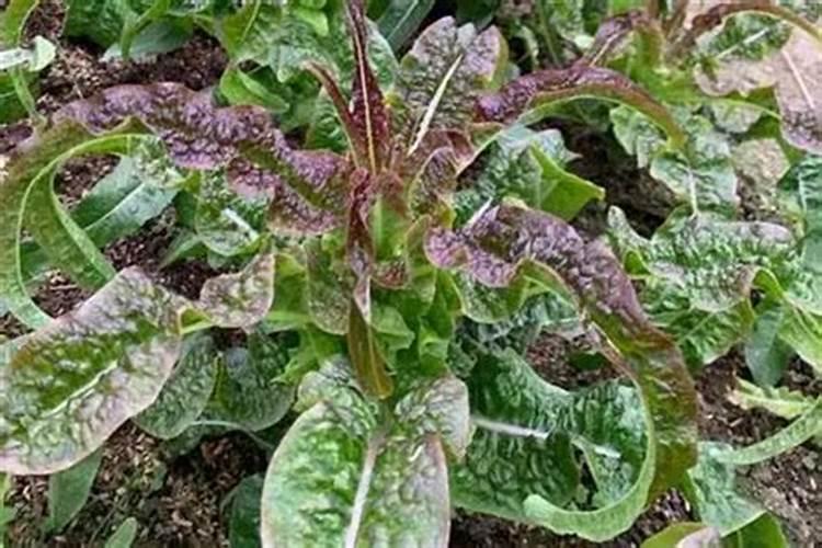 红叶莴笋的种植技术