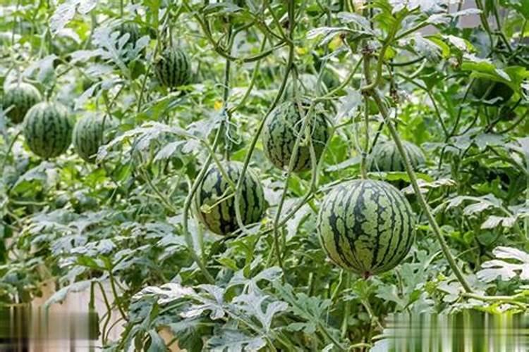 甘蔗最佳增甜方法