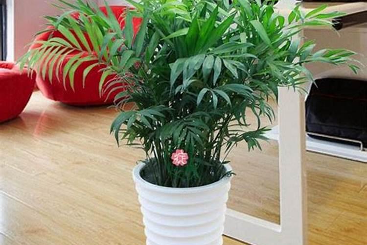 袖珍椰子浇什么肥料合适