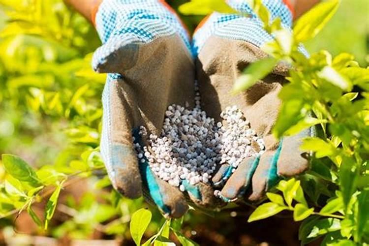 如何科学施用锌肥？