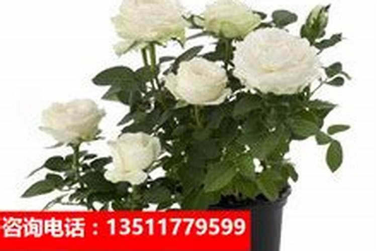 西瓜遇到高温怎么浇水