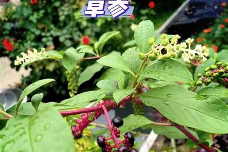 果树氮素过多会出现哪些症状？怎样防治？