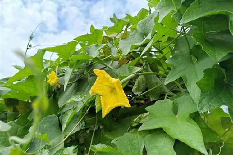 高抗素小麦播种后多久可以施肥？