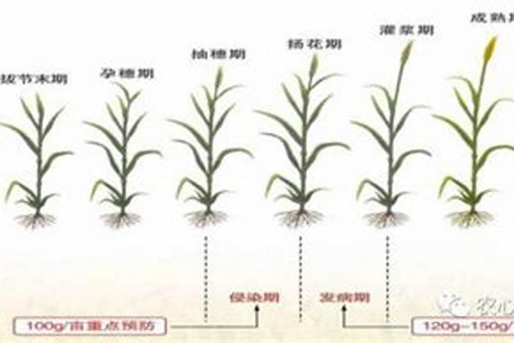 小麦是重要的粮食作物,怎样才能让小麦持续地达到高产稳产呢？