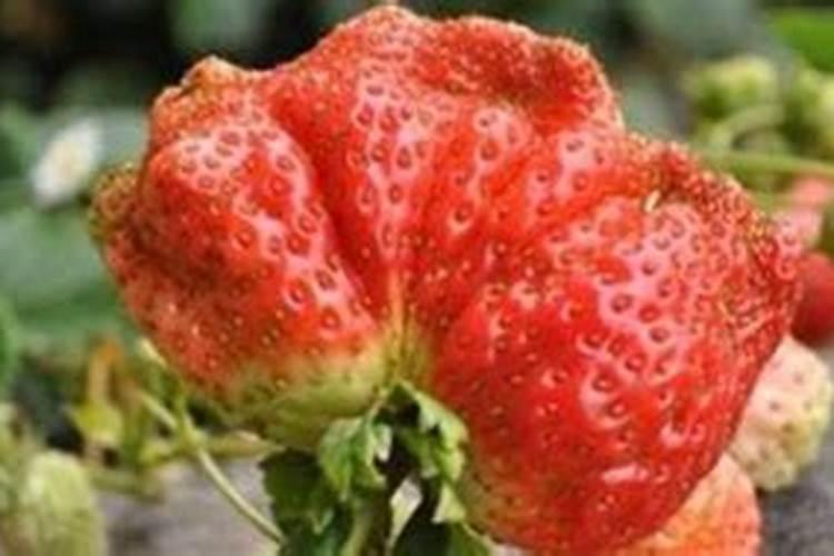 草莓膨果期用什么化肥好？草莓保花保果用什么水溶肥好？