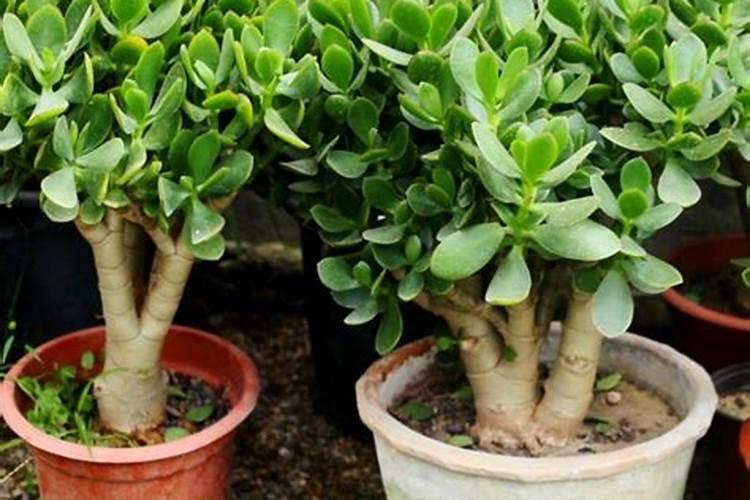 养护玉树用什么肥料最好？应该如何施肥？