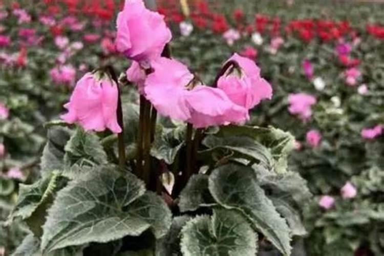 仙客来开花时如何施肥,开花后的处理