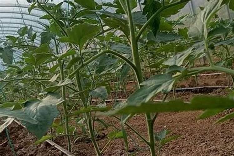 小树怎样生根快杀虫 如何使树木快速生根